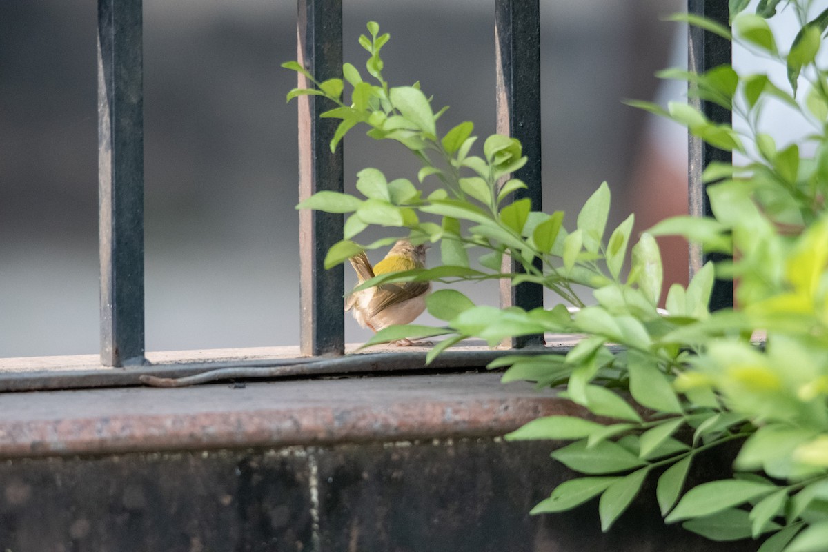 langstjertskredderfugl - ML646896417