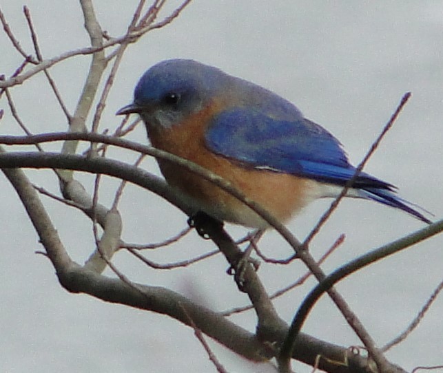 Eastern Bluebird - ML646896421