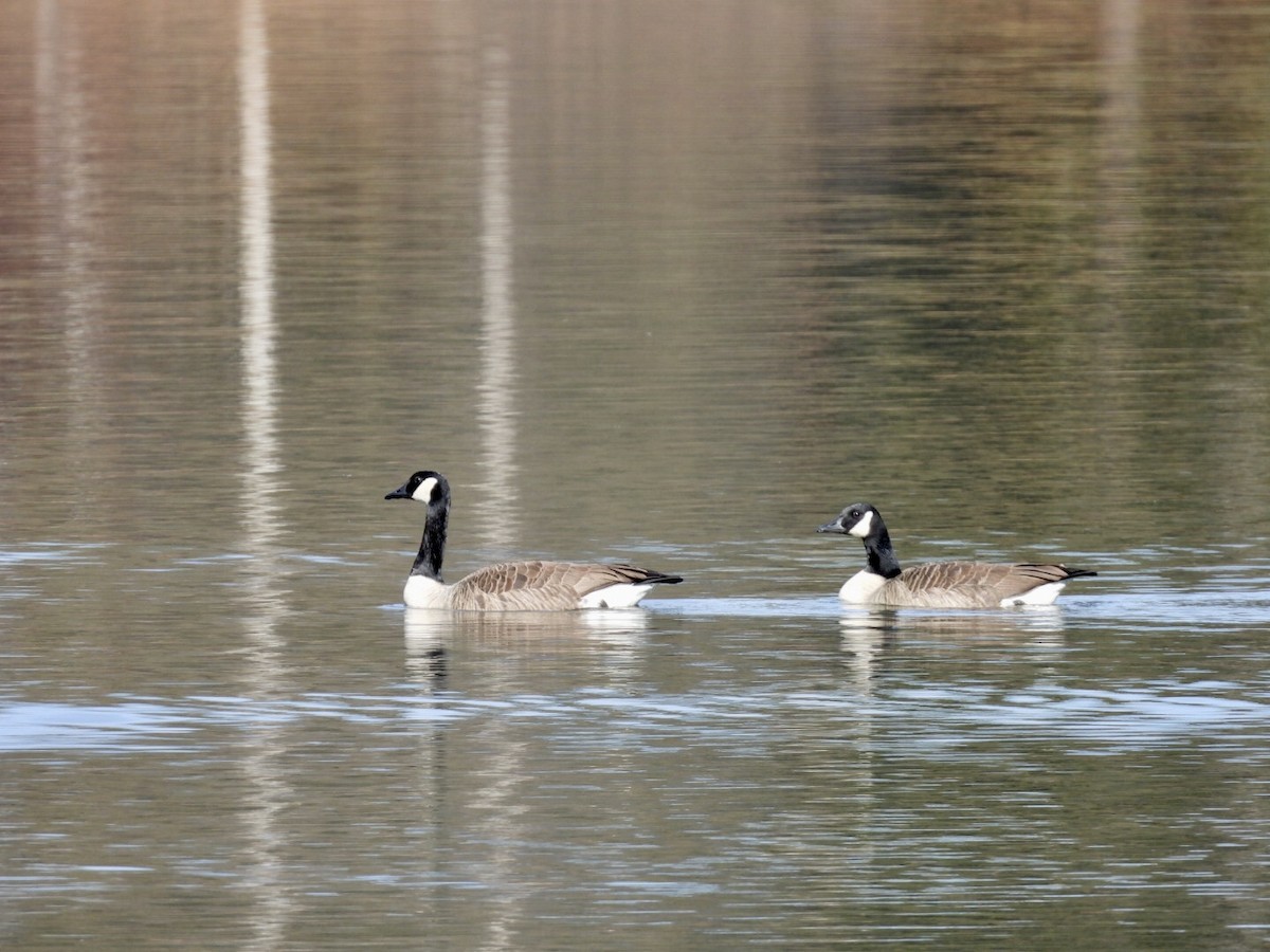 ברנטה קנדית - ML646896433