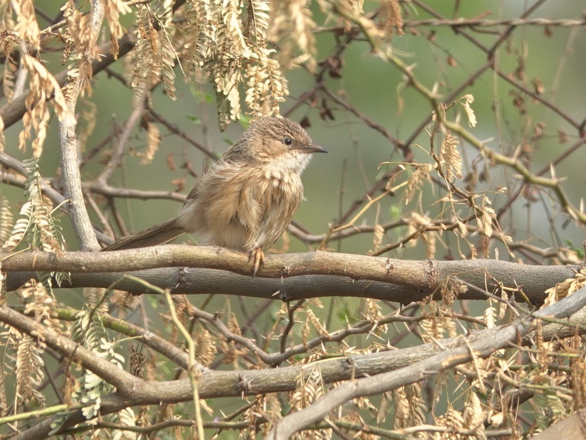 Common Babbler - ML646896441