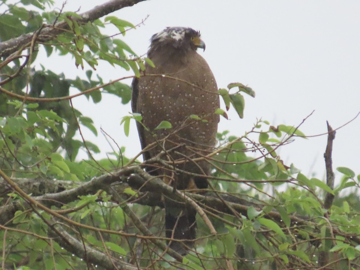 Crested Serpent-Eagle - ML646896444