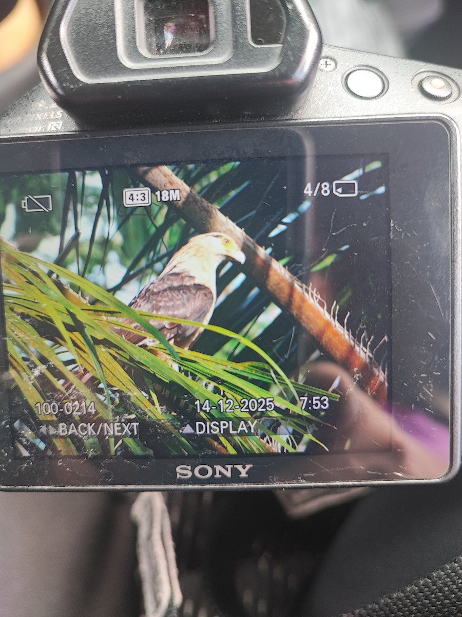 čimango žlutavý - ML646896445