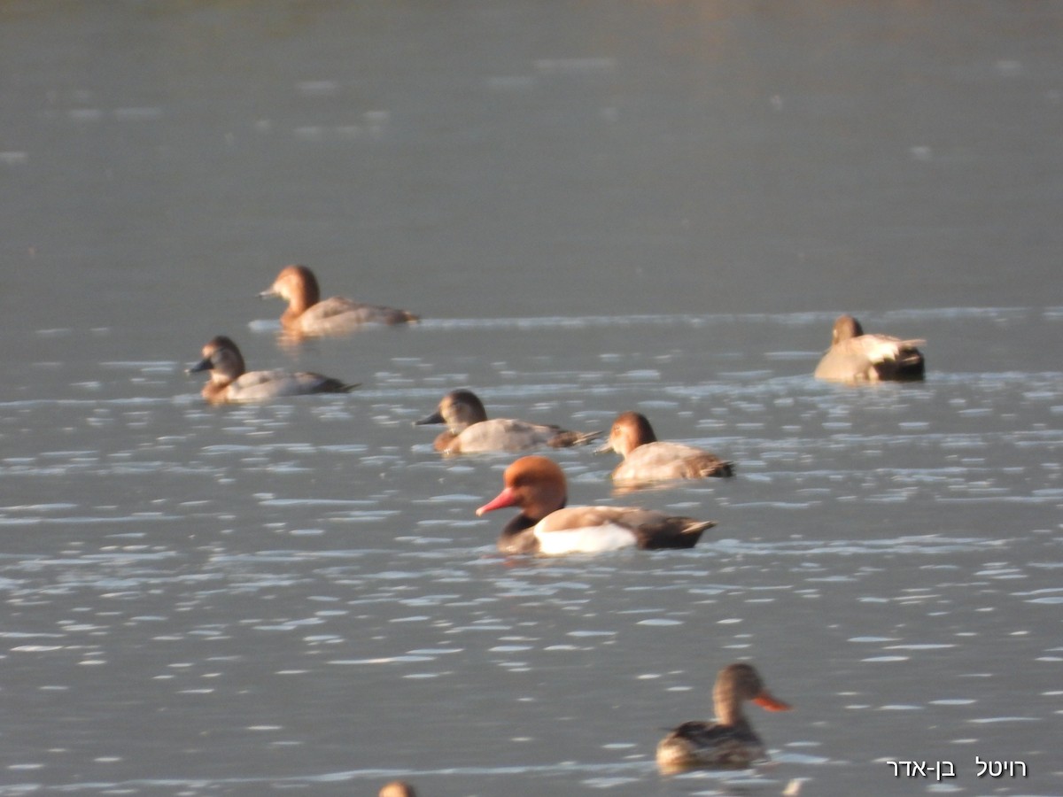 Красноносый нырок - ML646896446