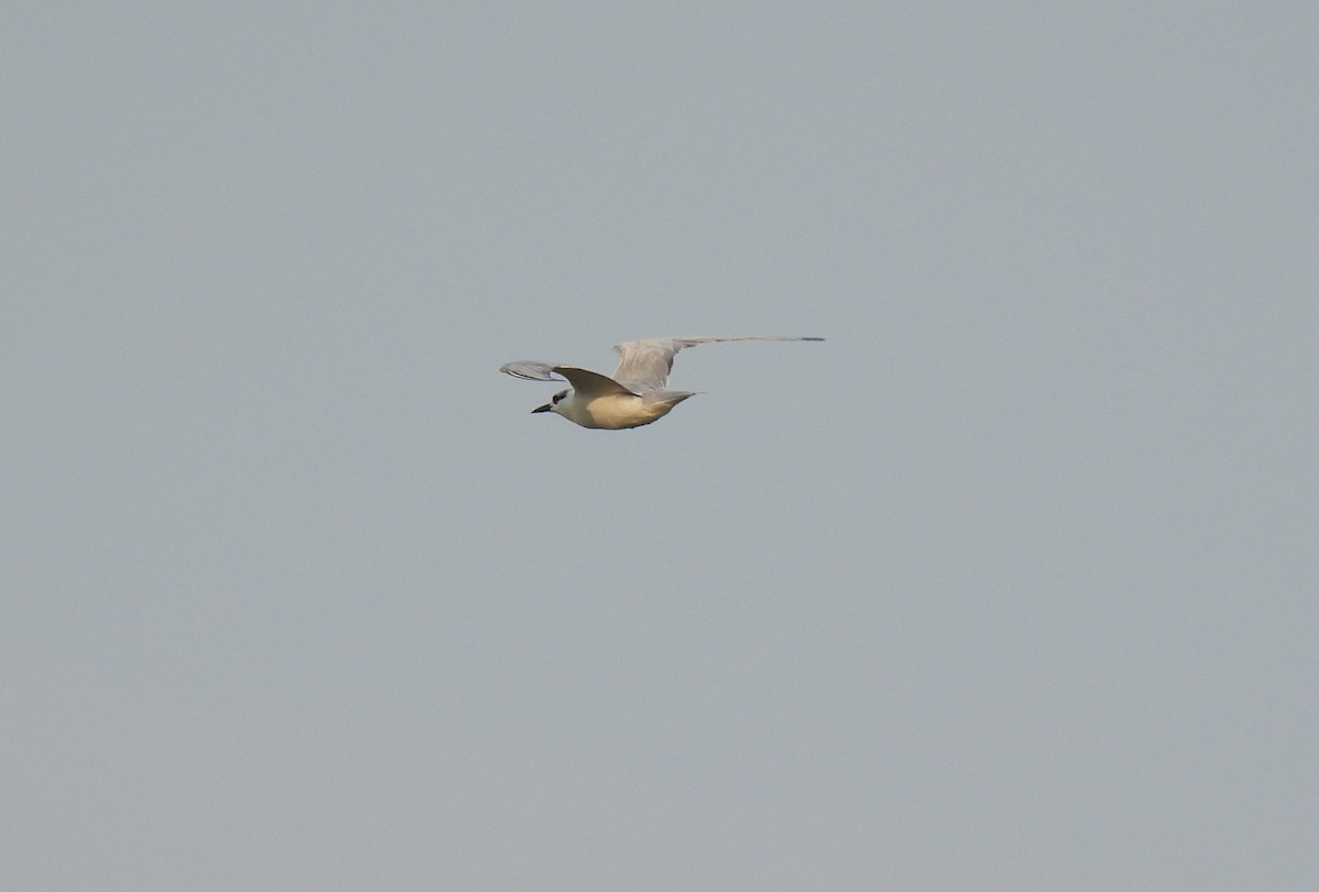 Gull-billed Tern - ML646896447