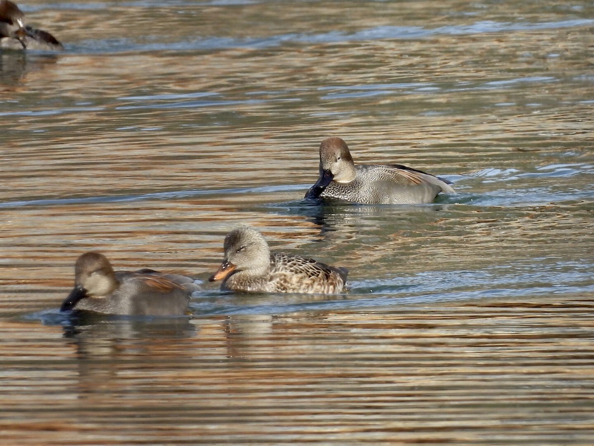 ברווז אפור - ML646896450