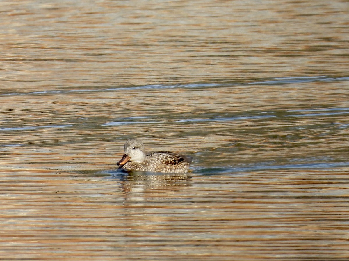 ברווז אפור - ML646896451