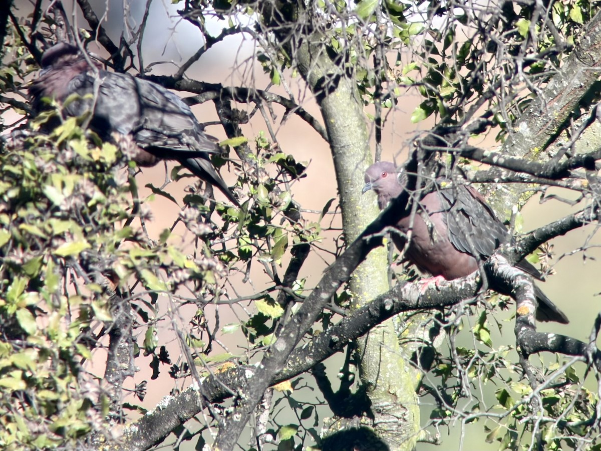 Chilean Pigeon - ML646896453