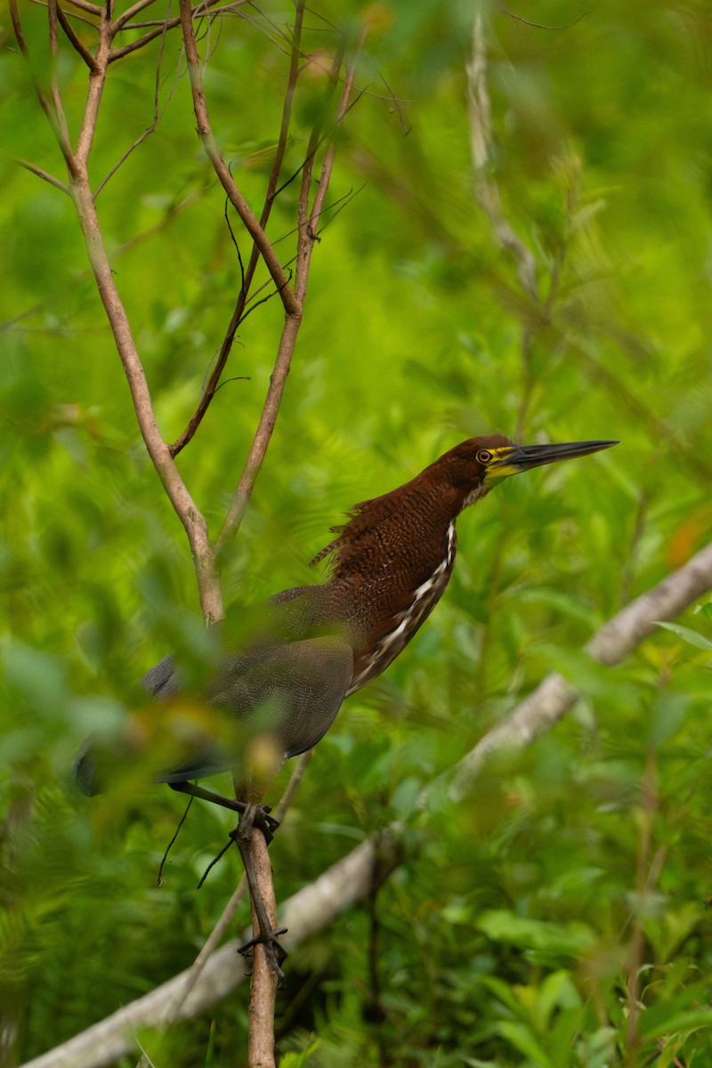 Rufescent Tiger-Heron - ML646896454