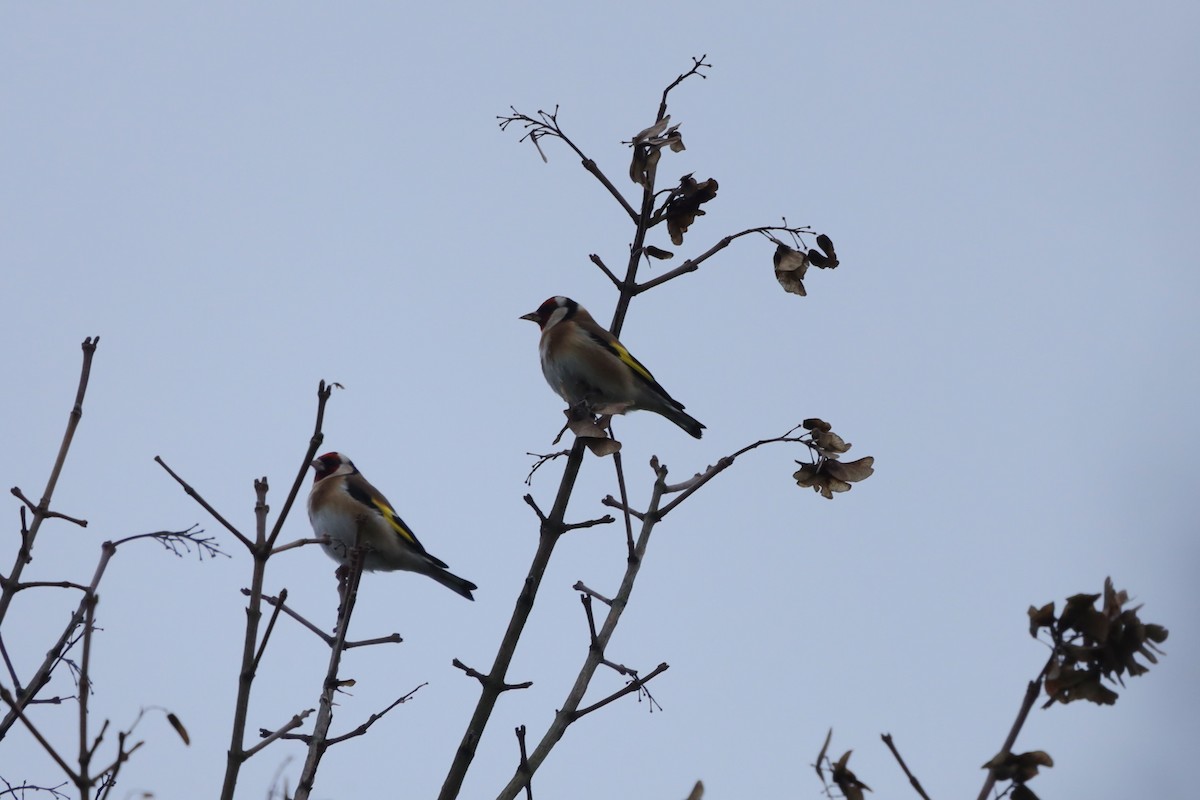 ゴシキヒワ - ML646896455