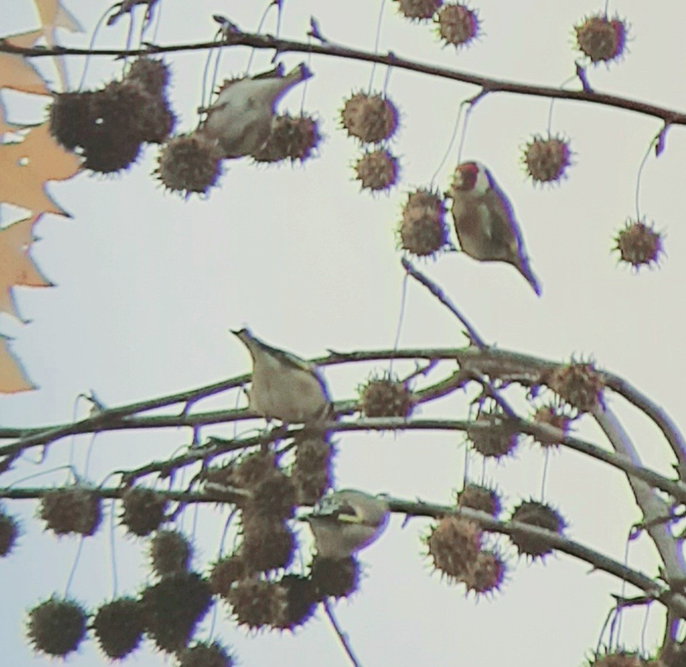 ゴシキヒワ - ML646896458