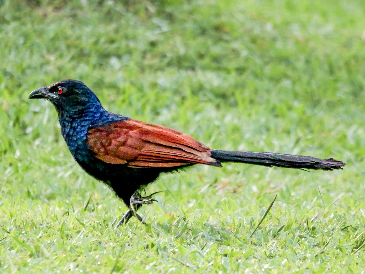 Greater Coucal - ML646896460