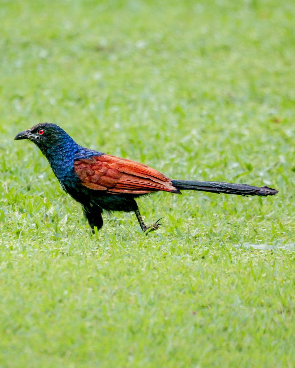 Greater Coucal - ML646896461