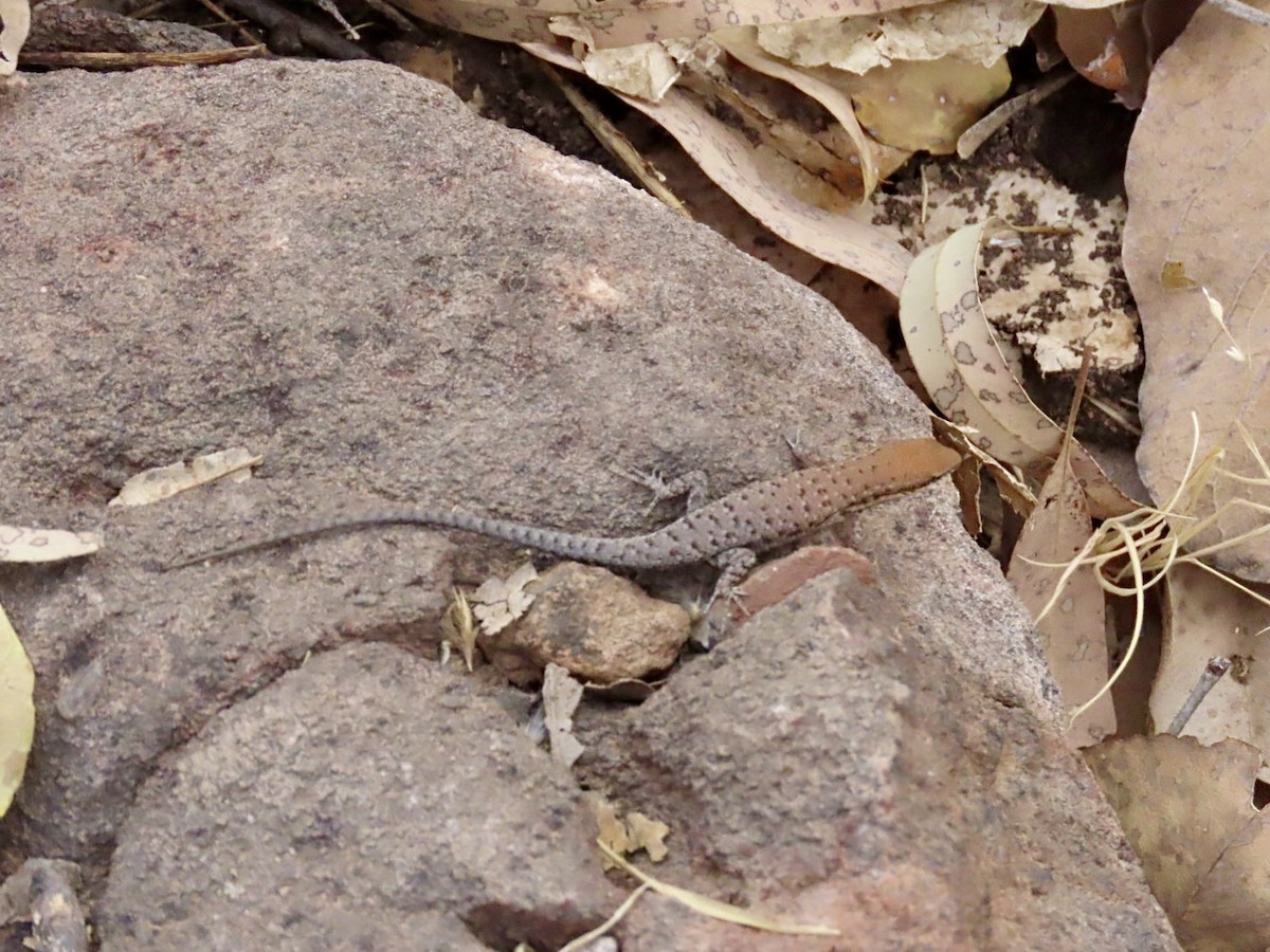 Bauxite Rainbow Skink - ML646896462