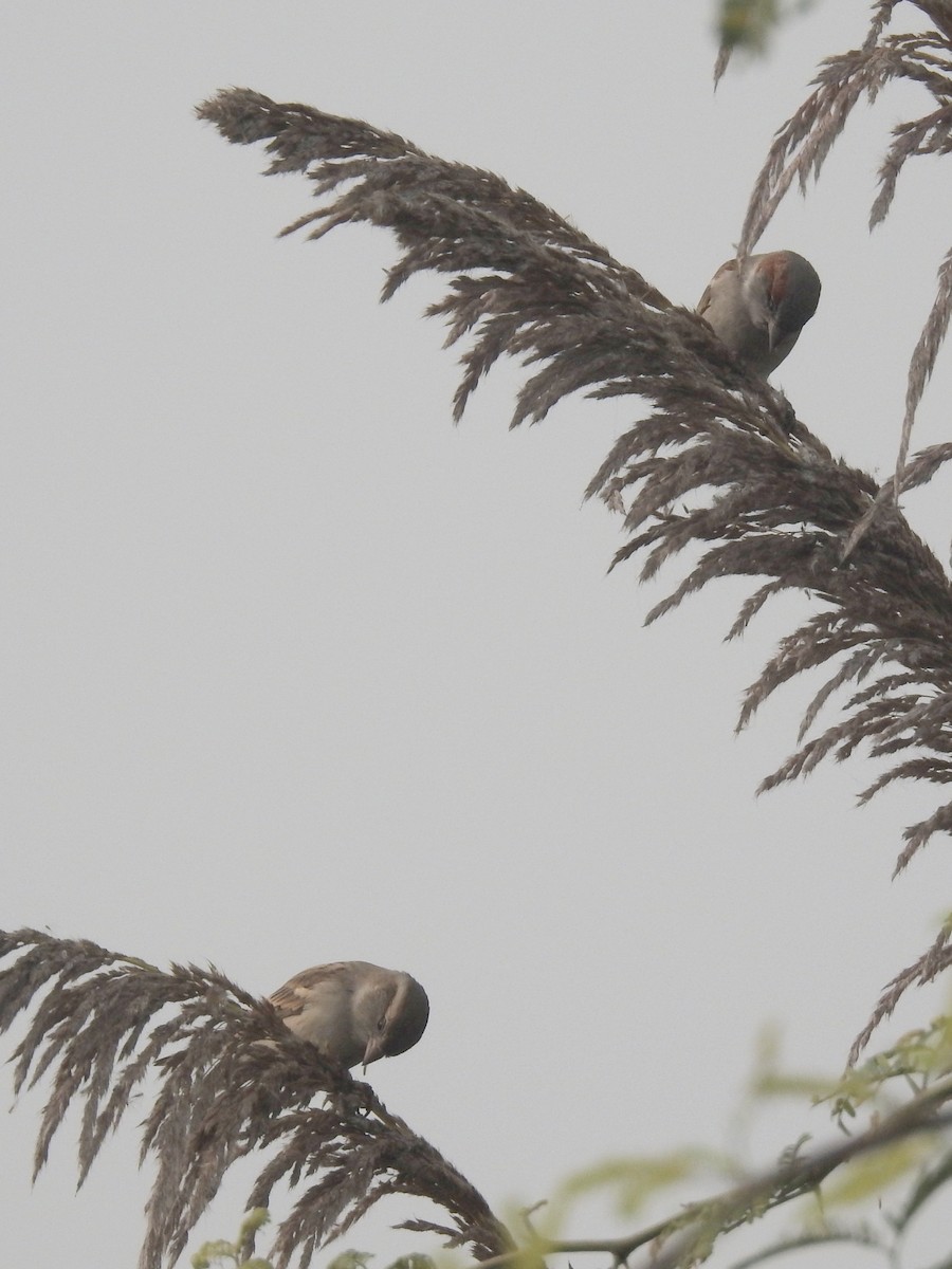 Sind Sparrow - ML646896464