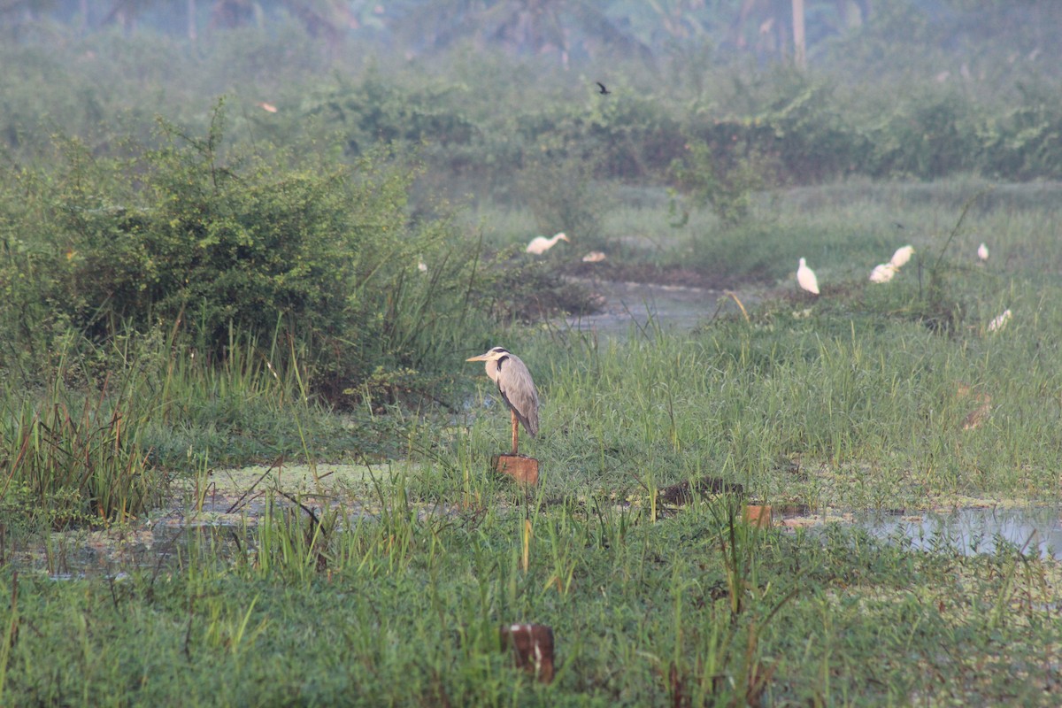אנפה אפורה - ML646896465