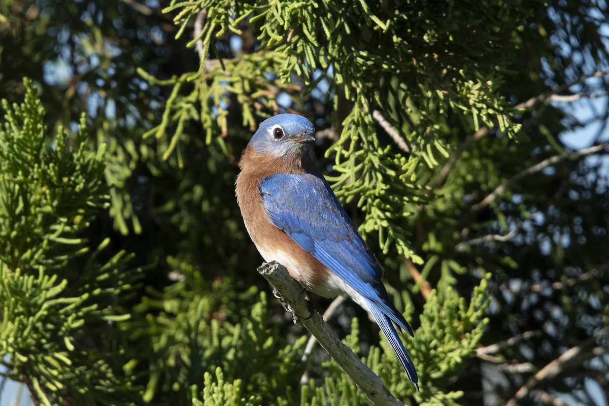 Eastern Bluebird - ML646896466