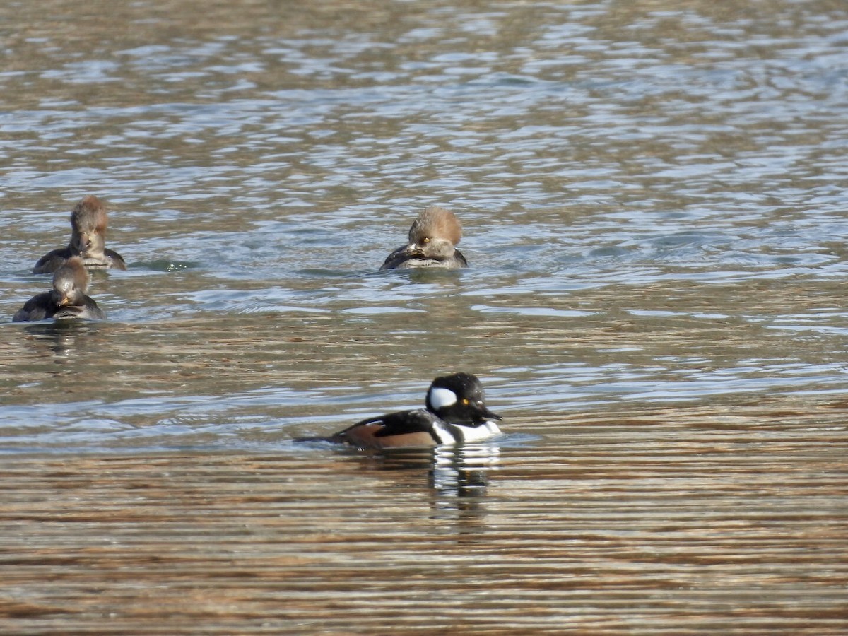 מרגון מקושט - ML646896467