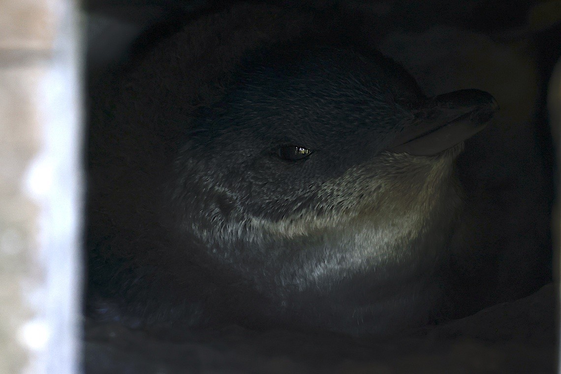 Малый пингвин - ML646896468