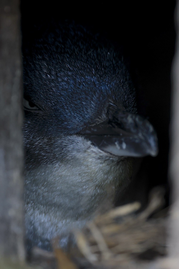 Малый пингвин - ML646896469