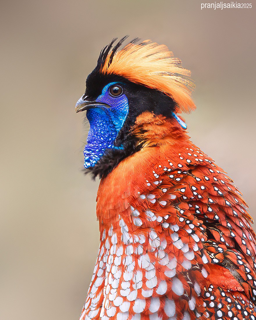 Temminck's Tragopan - ML646896476