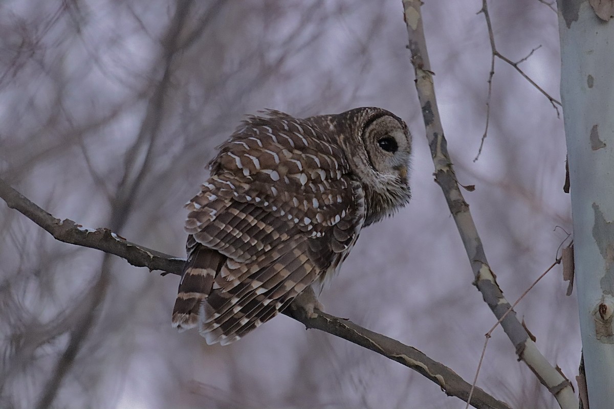 Barred Owl - ML646896483