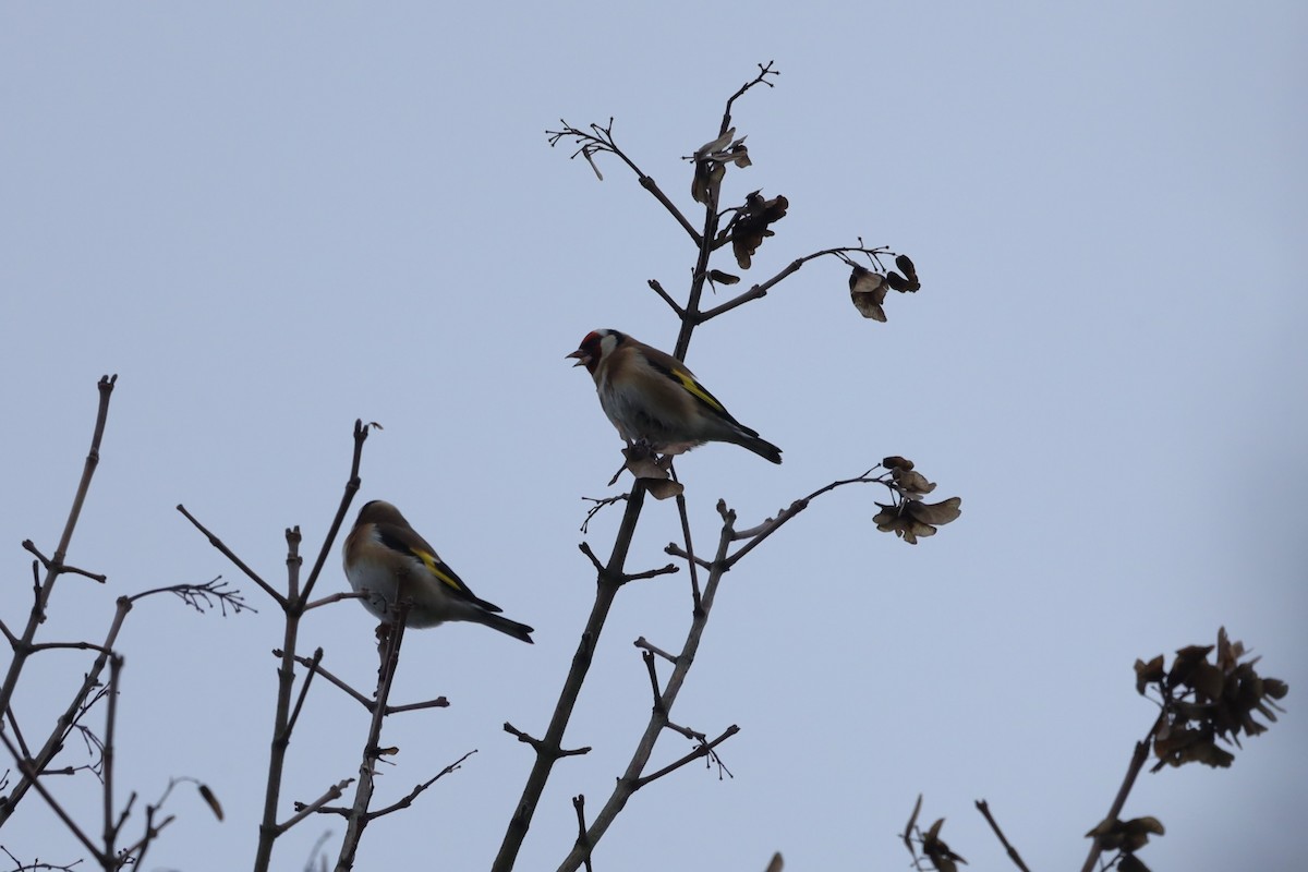 חוחית - ML646896485
