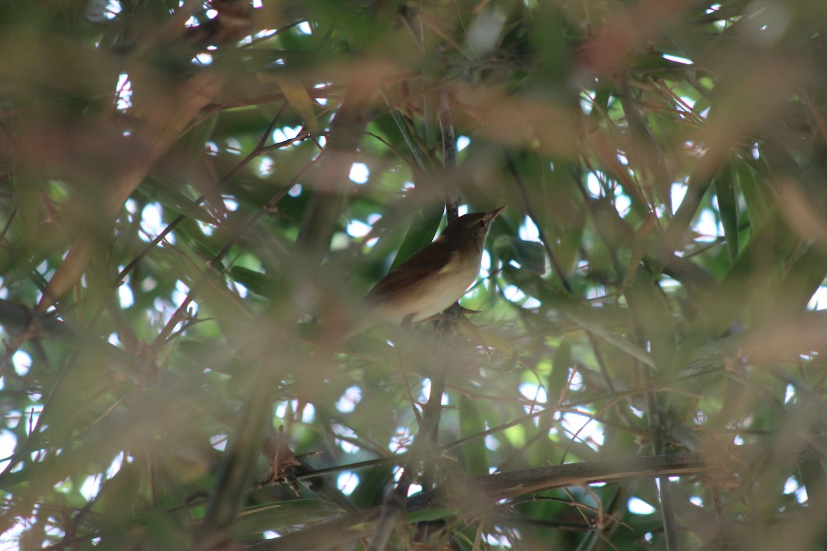 קנית פינית - ML646896486