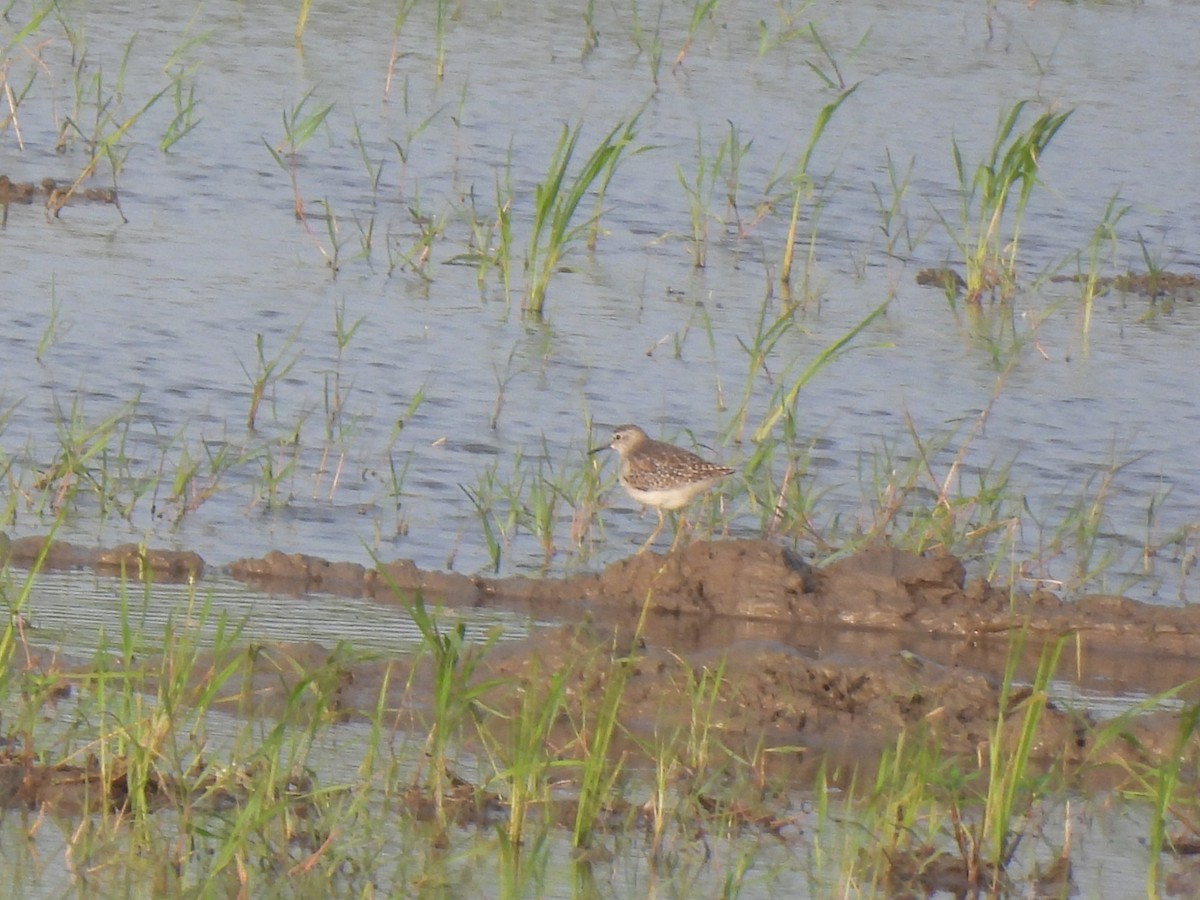 ביצנית מנומרת - ML646896487