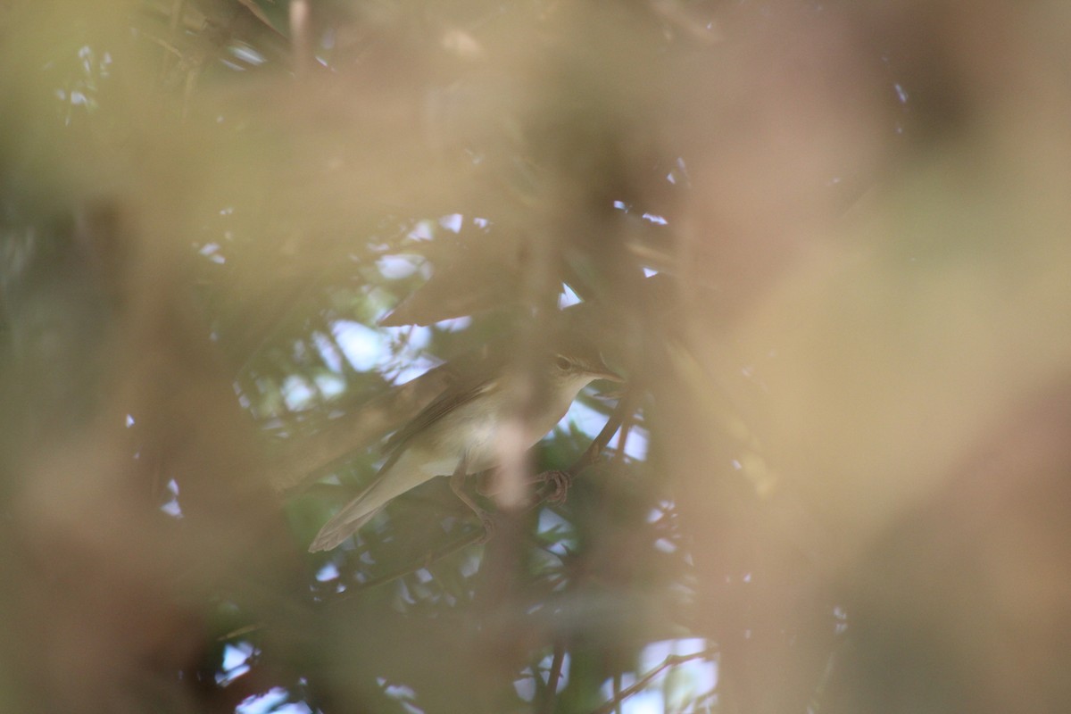 קנית פינית - ML646896488