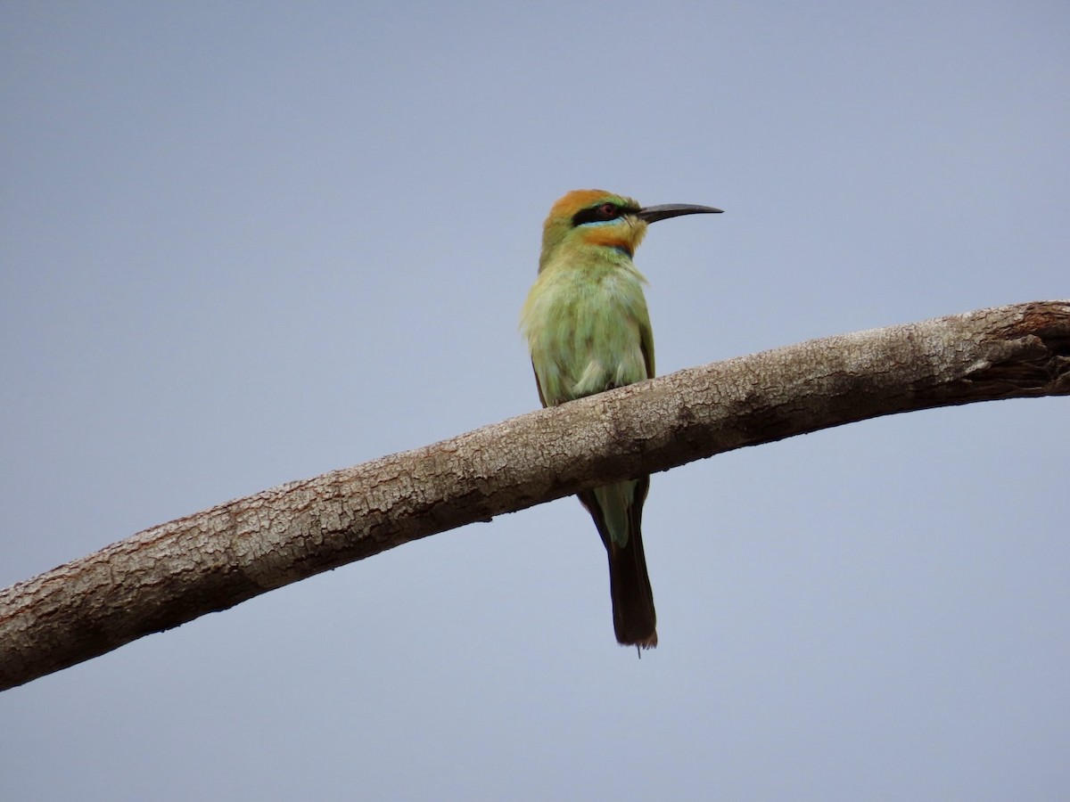 Rainbow Bee-eater - ML646896489