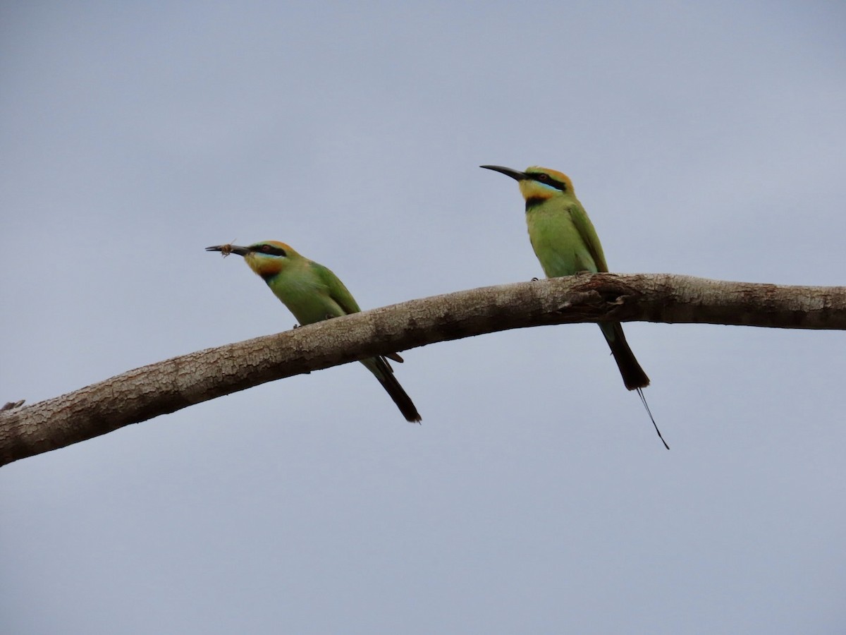 Rainbow Bee-eater - ML646896490