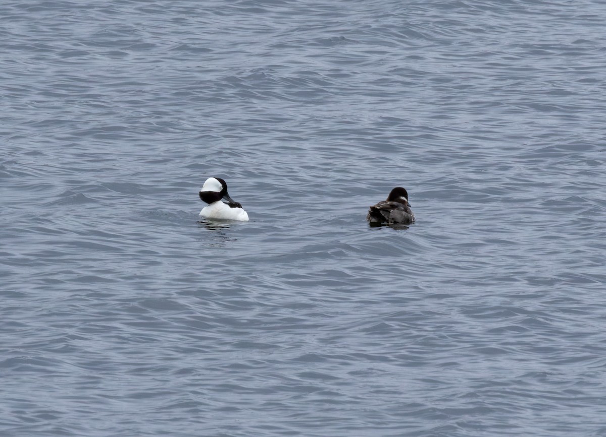 עבראש לבנוני - ML646896491