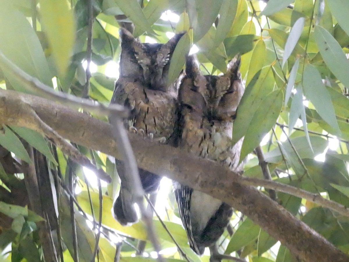 Indian Scops-Owl - ML646896493