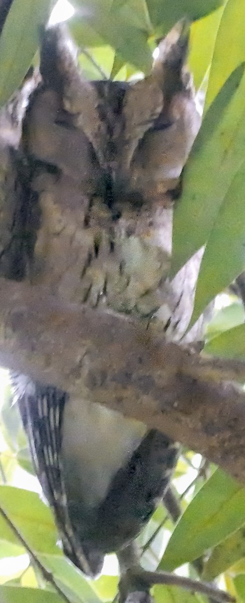 Indian Scops-Owl - ML646896494