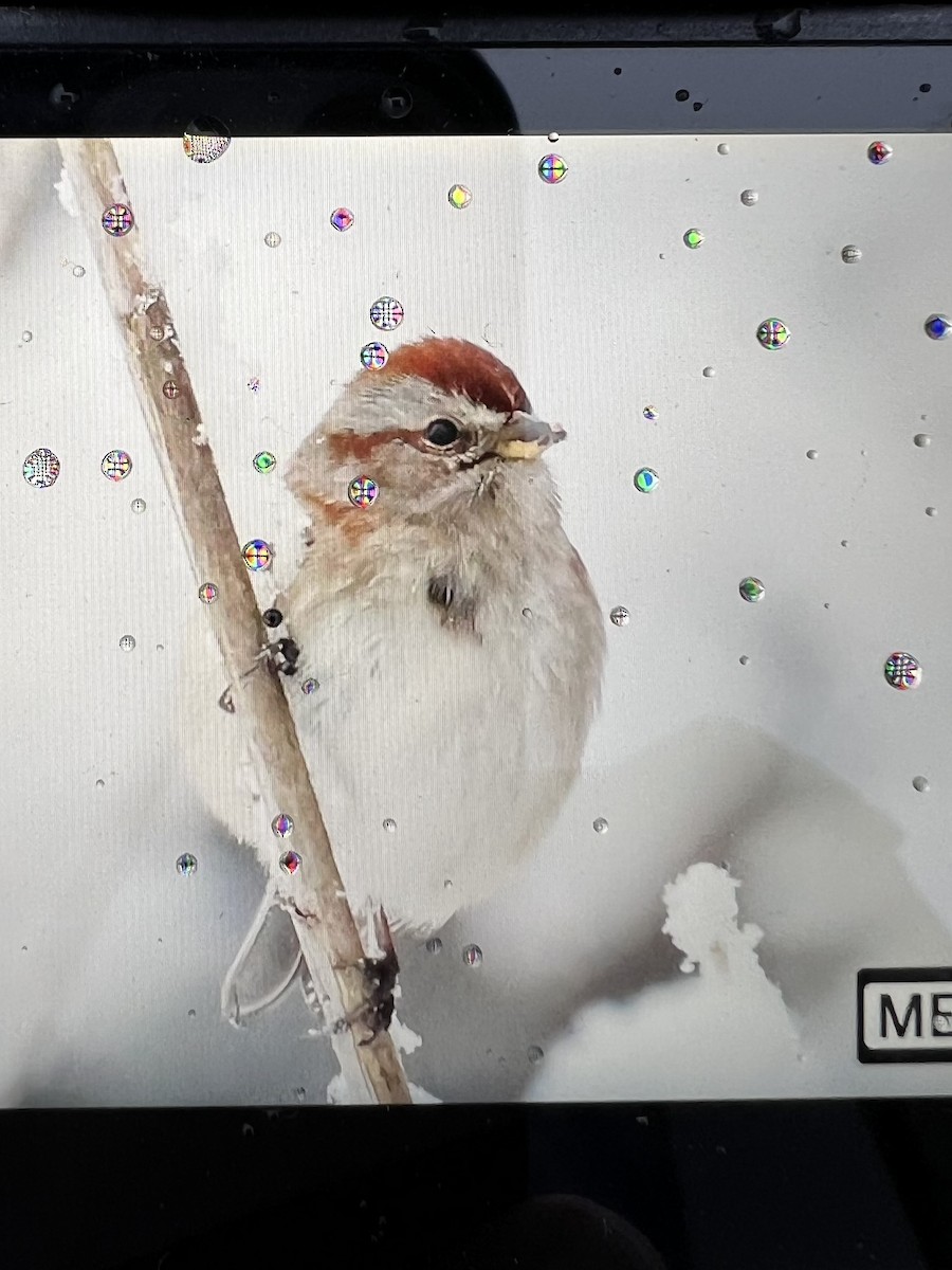 American Tree Sparrow - ML646896495