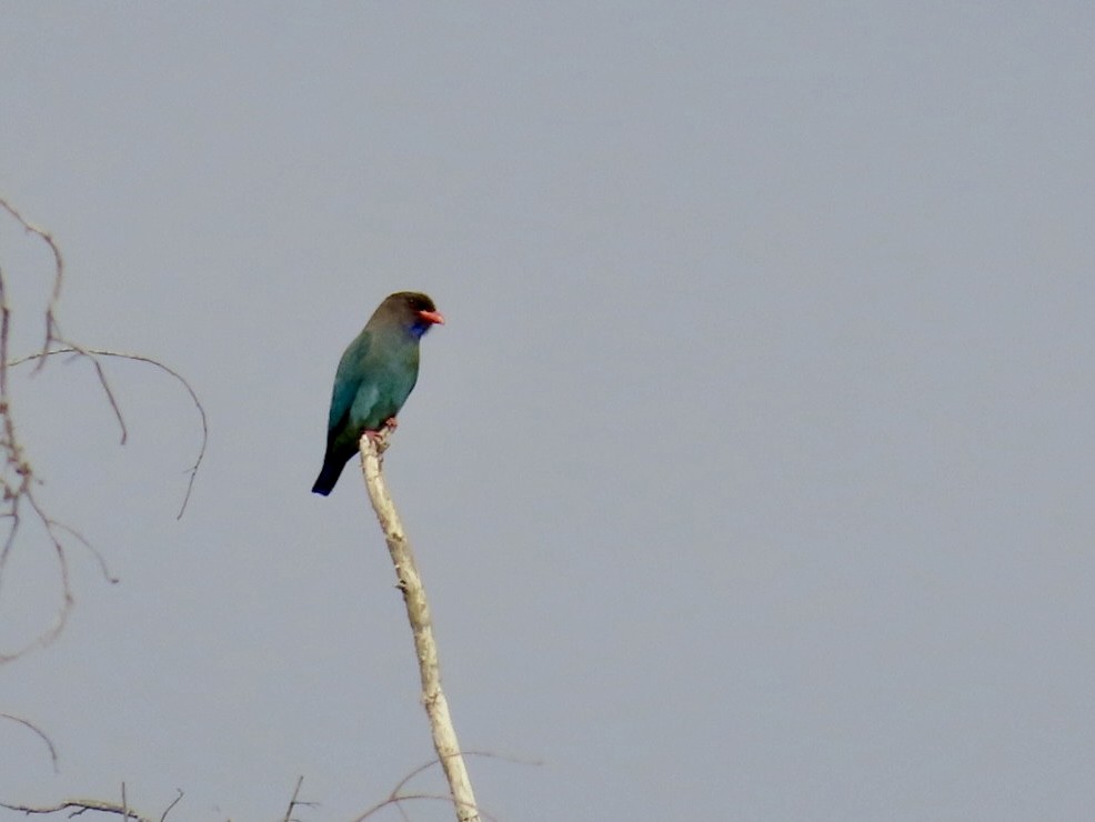 Dollarbird - ML646896496