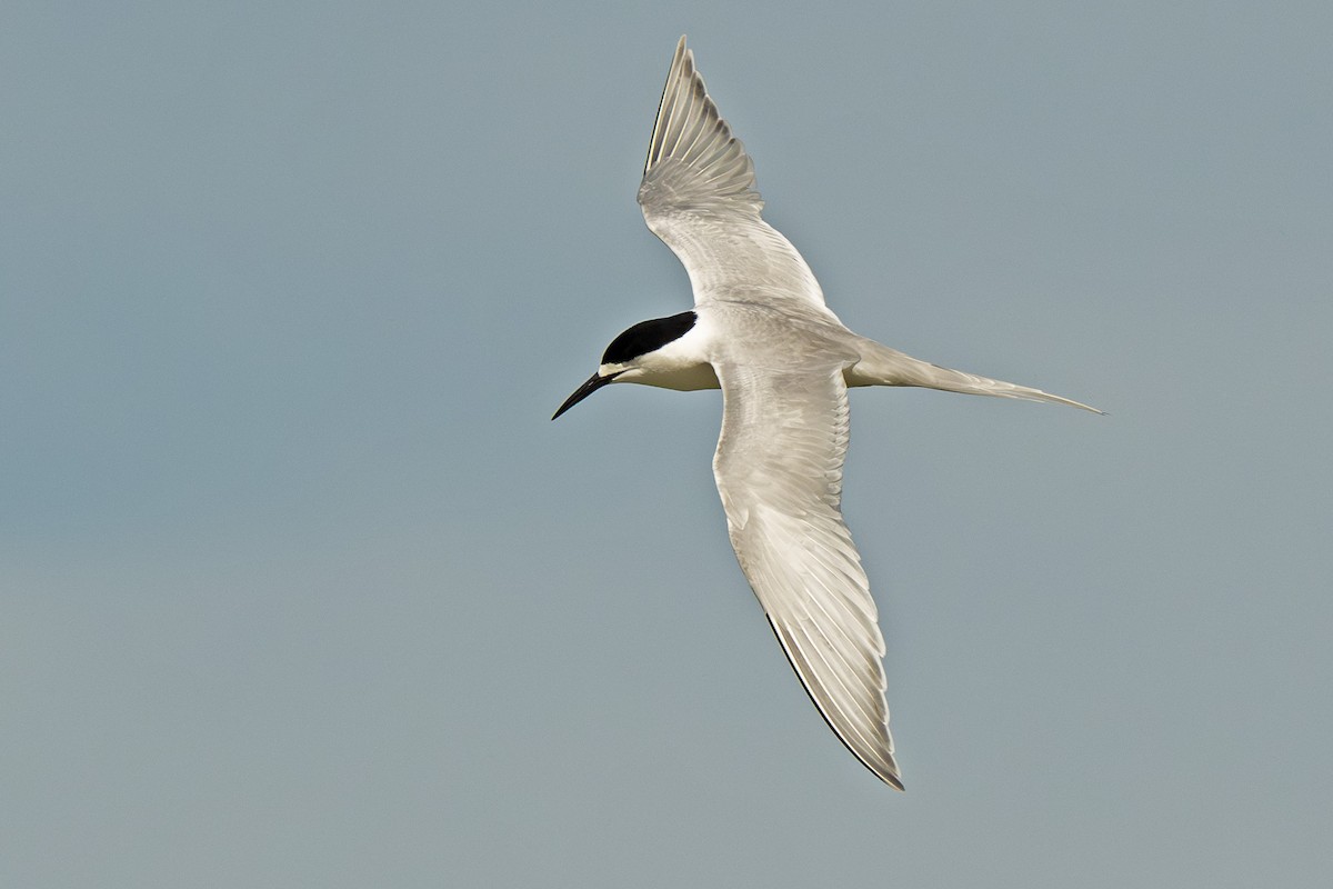 שחפית לבנת-מצח - ML646896497