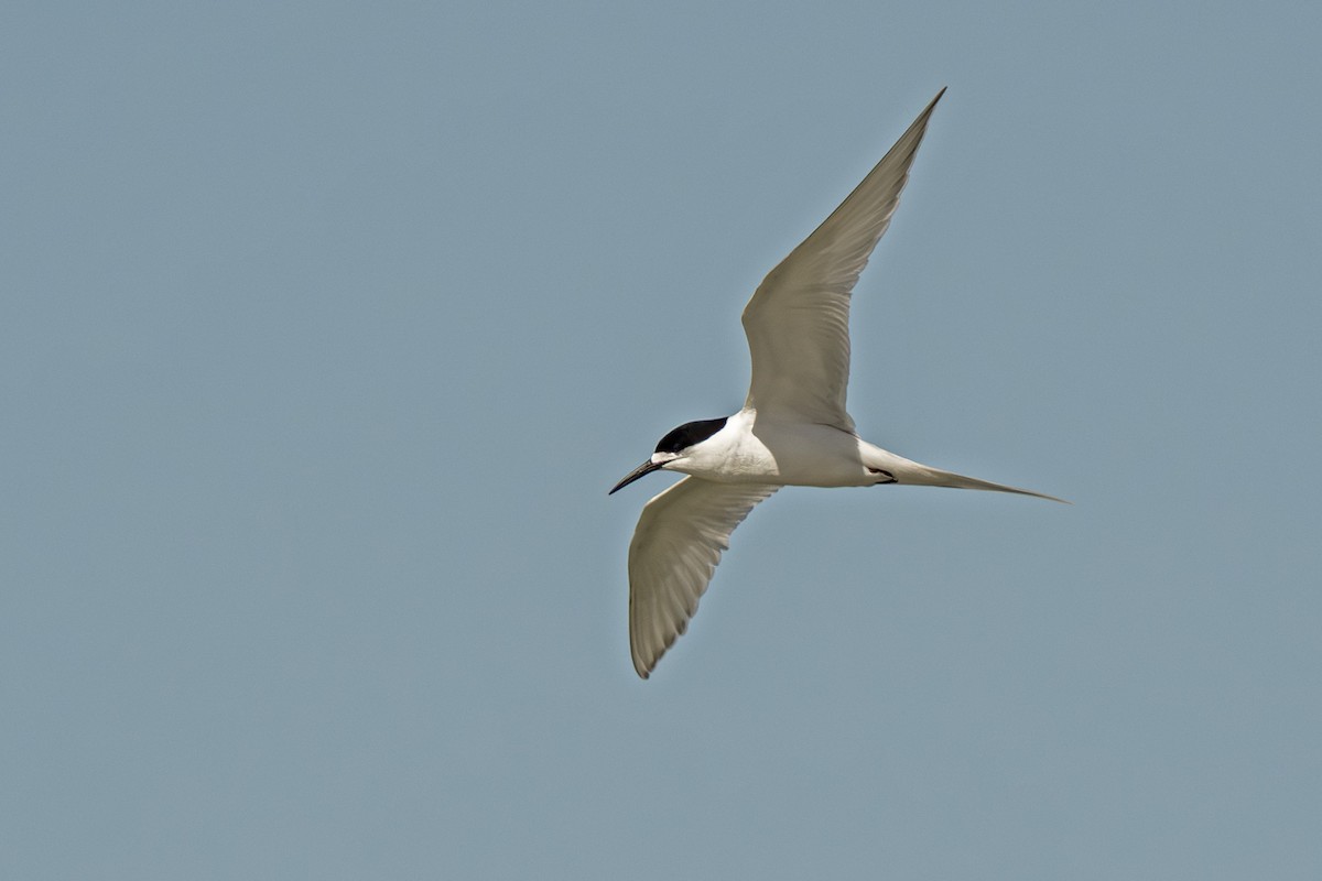 שחפית לבנת-מצח - ML646896498