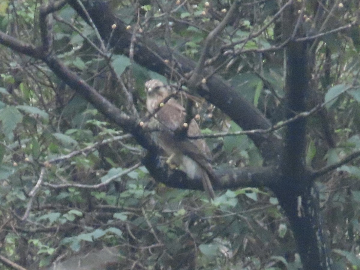 עקב יפני - ML646896499