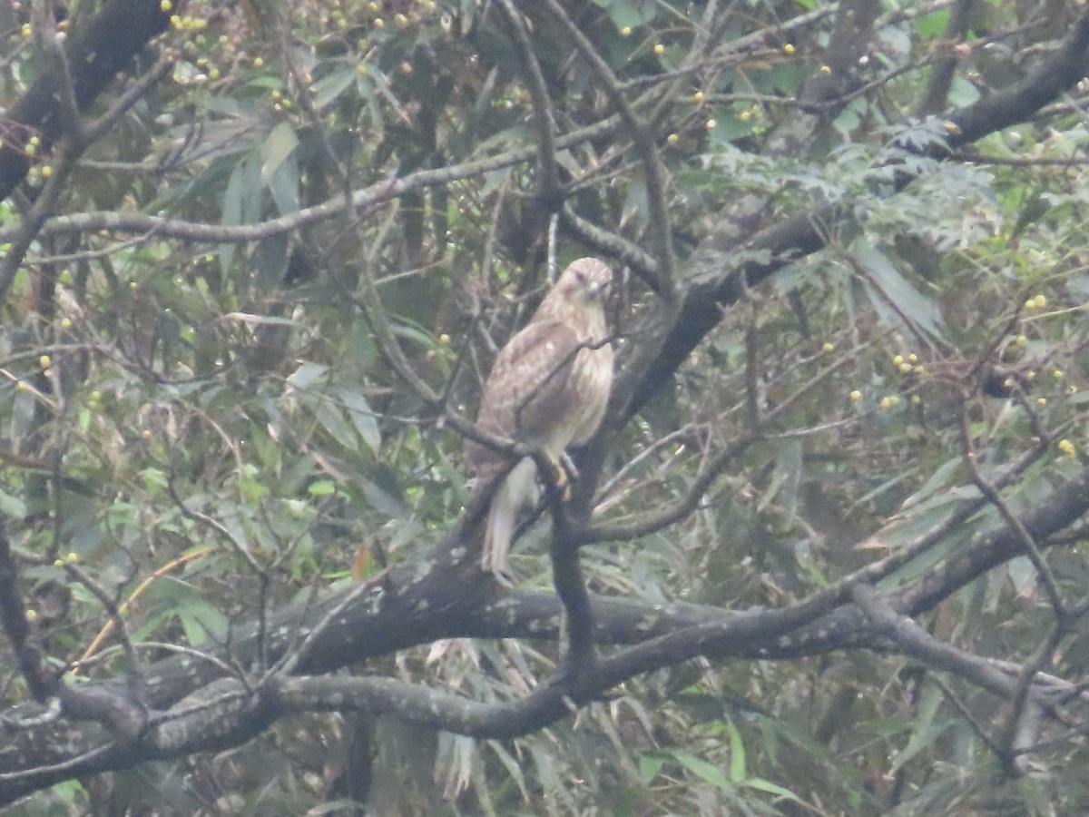 עקב יפני - ML646896500