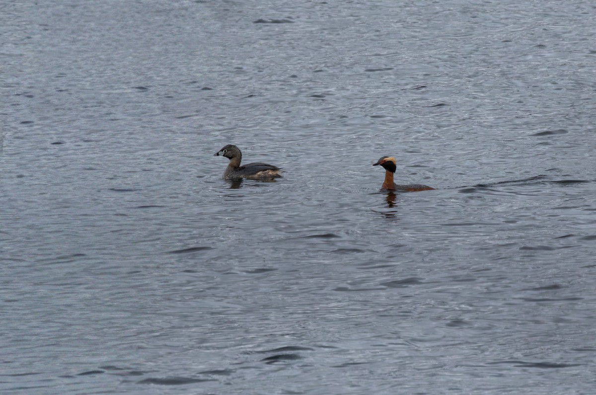 טבלן עקוד-מקור - ML646896501