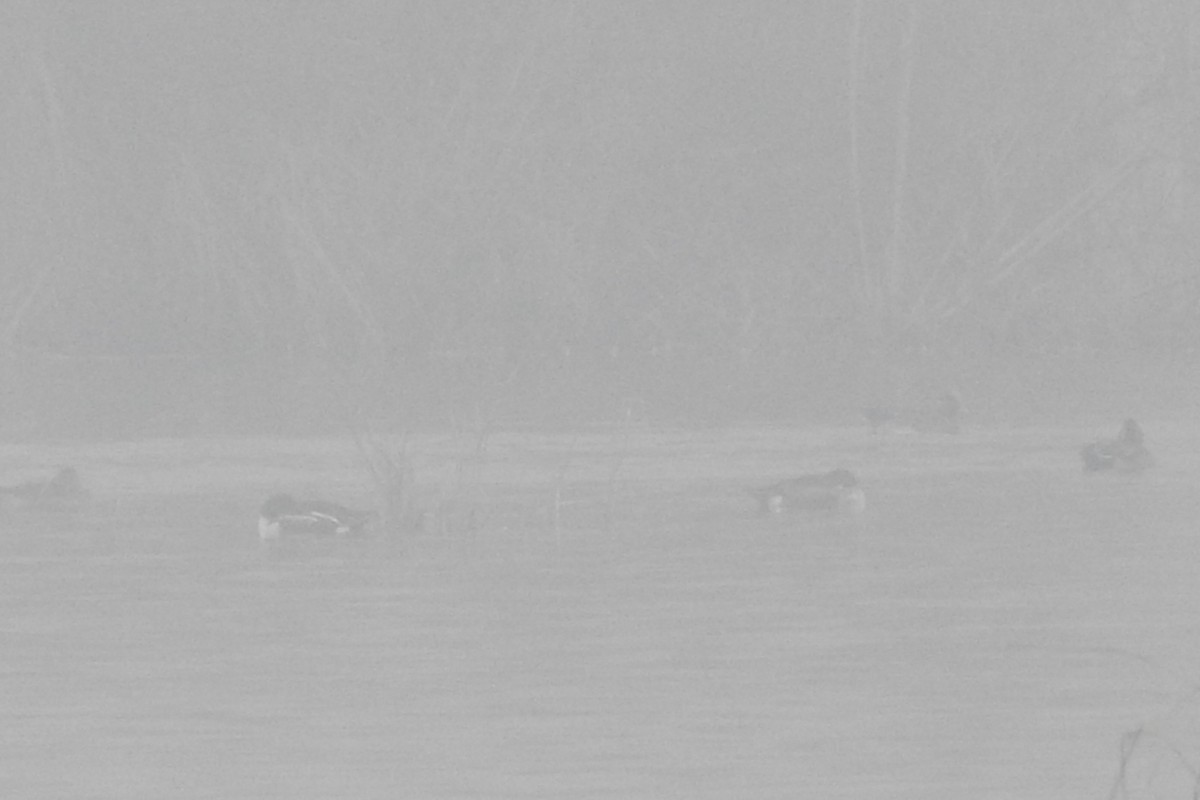 מרית צפונית - ML646896502