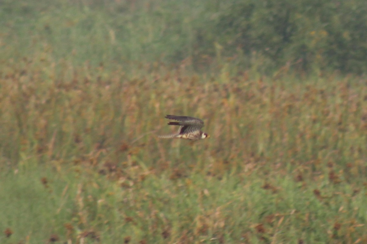 בז אמור - ML646896503