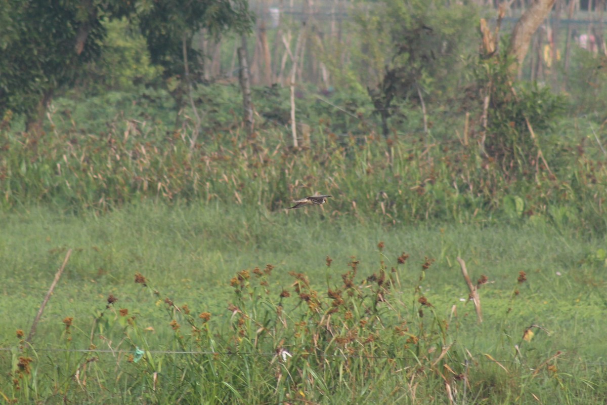 בז אמור - ML646896504