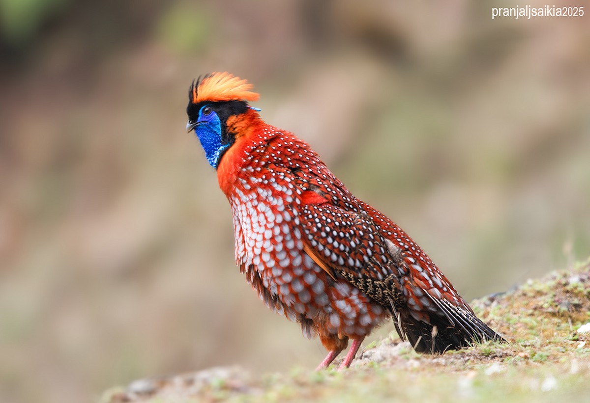 Temminck's Tragopan - ML646896505