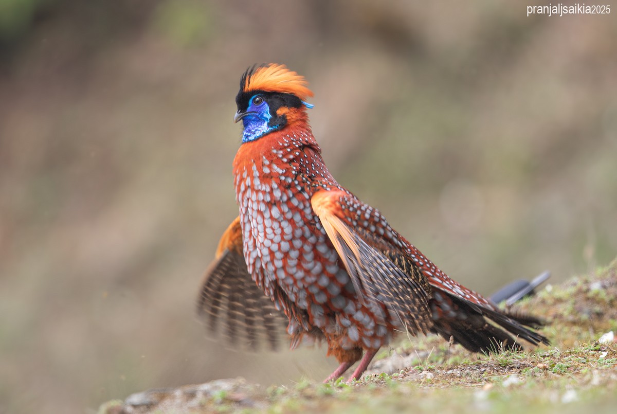 Temminck's Tragopan - ML646896510