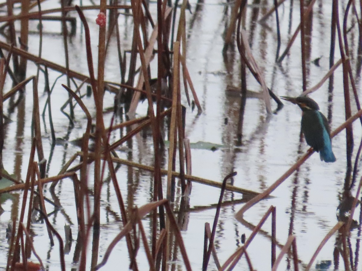 שלדג גמדי - ML646896511