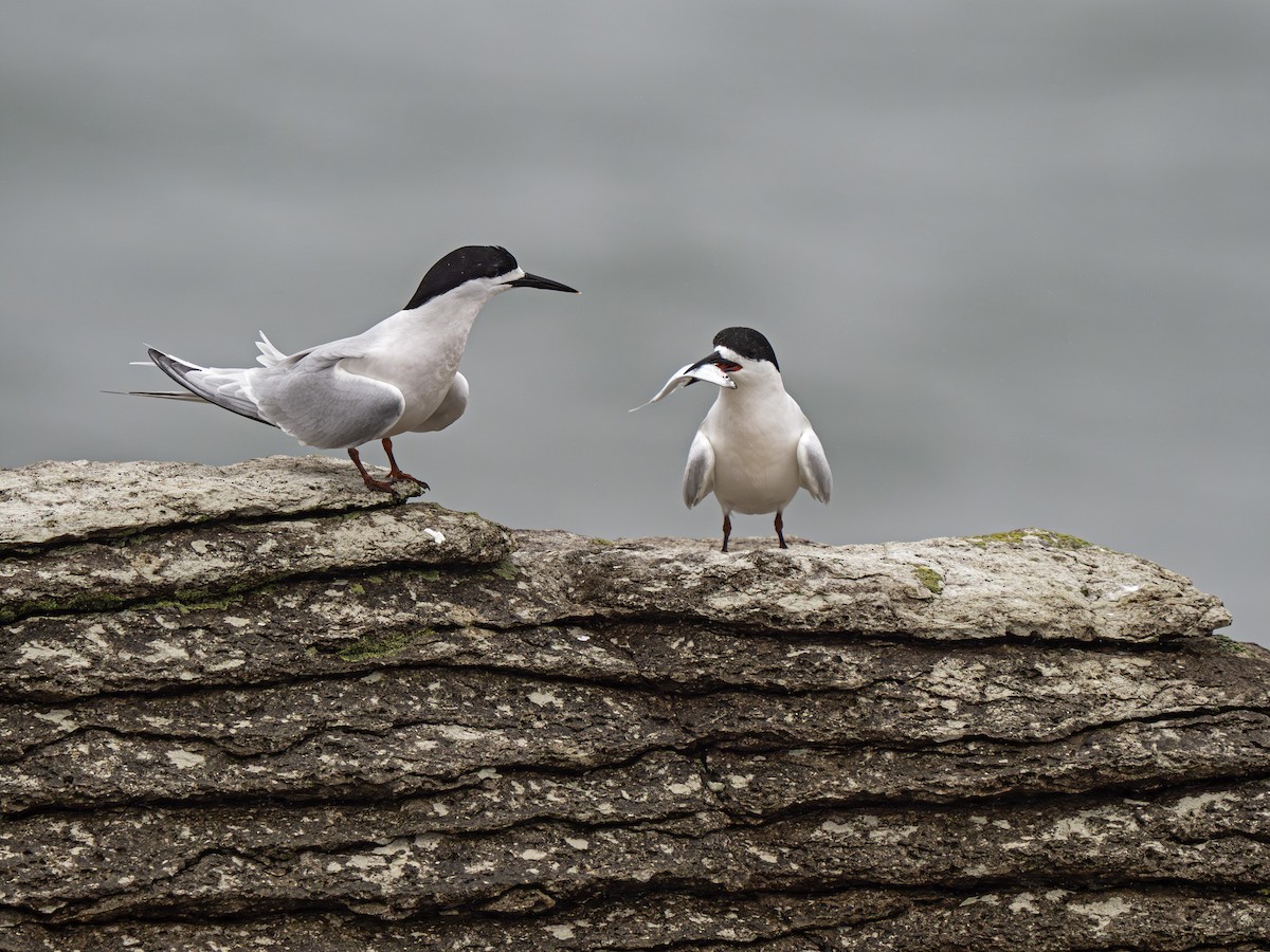 שחפית לבנת-מצח - ML646896512