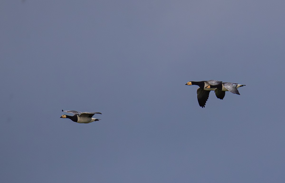 ברנטה לבנת-לחי - ML646896513