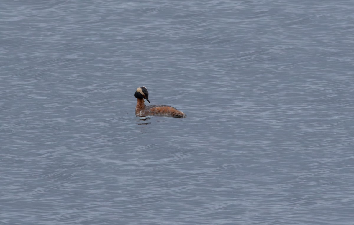 טבלן לבן-לחיים - ML646896519